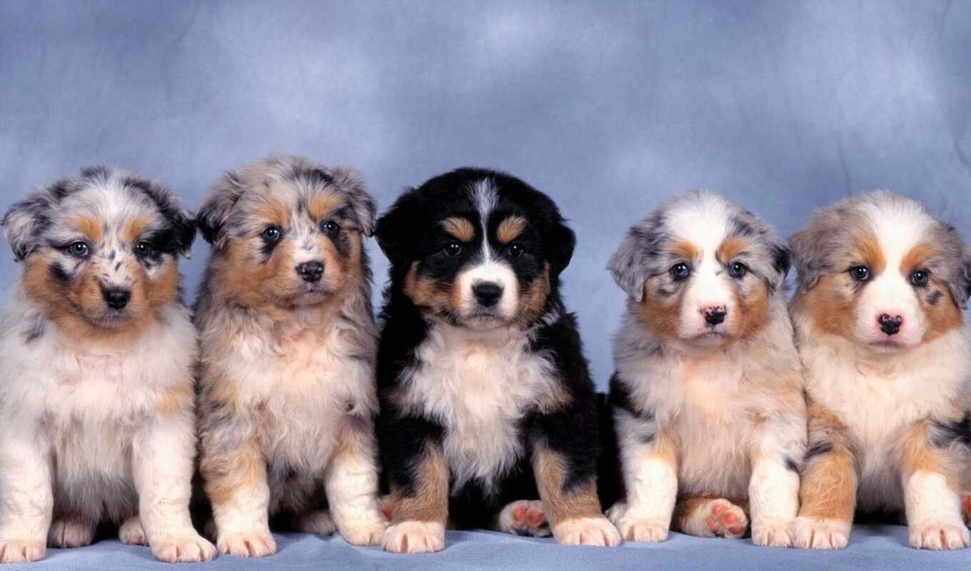cute, собака, щенок, овчарка, animal, baby, australian