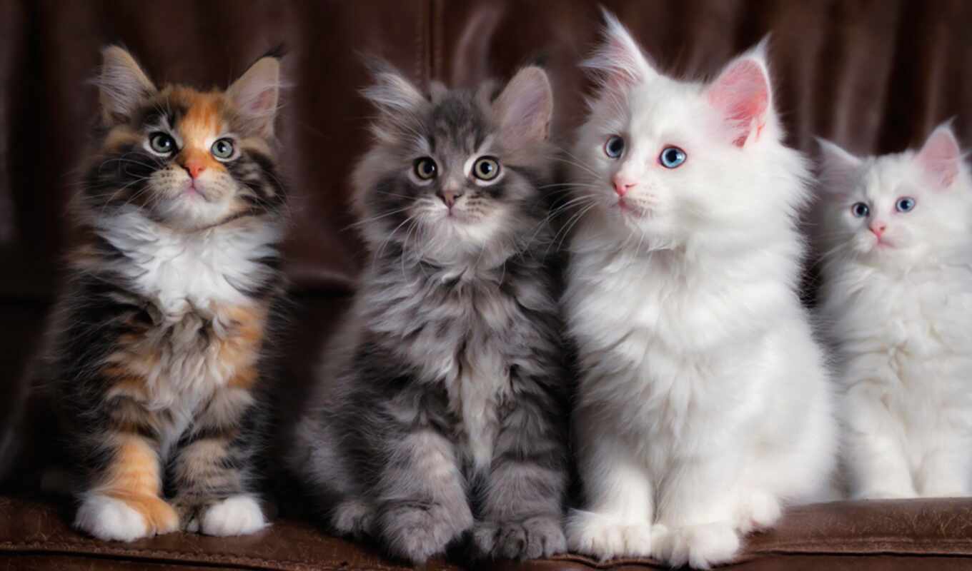 cat, cute, kitty, animal, kuna