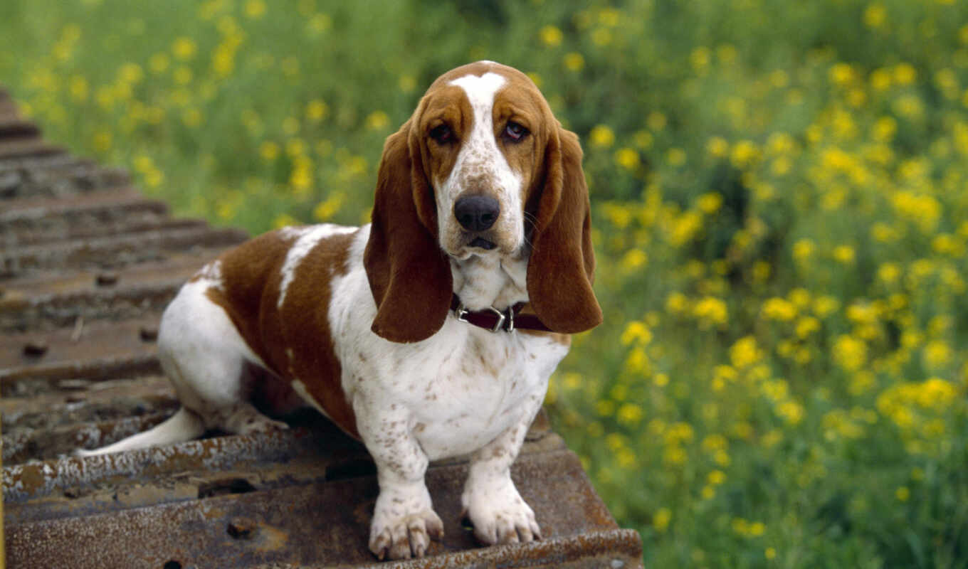 dog, breed, basset, hound, pet