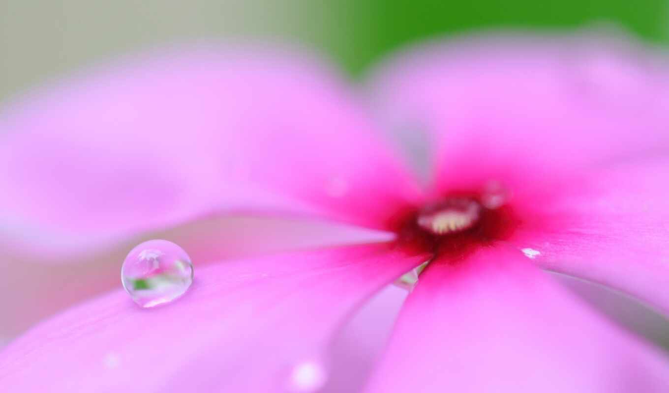 petals, flower, pink, a drop, dew