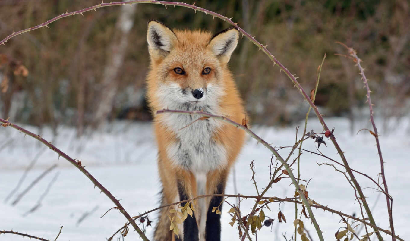 лес, fox, зима, лиса, snow