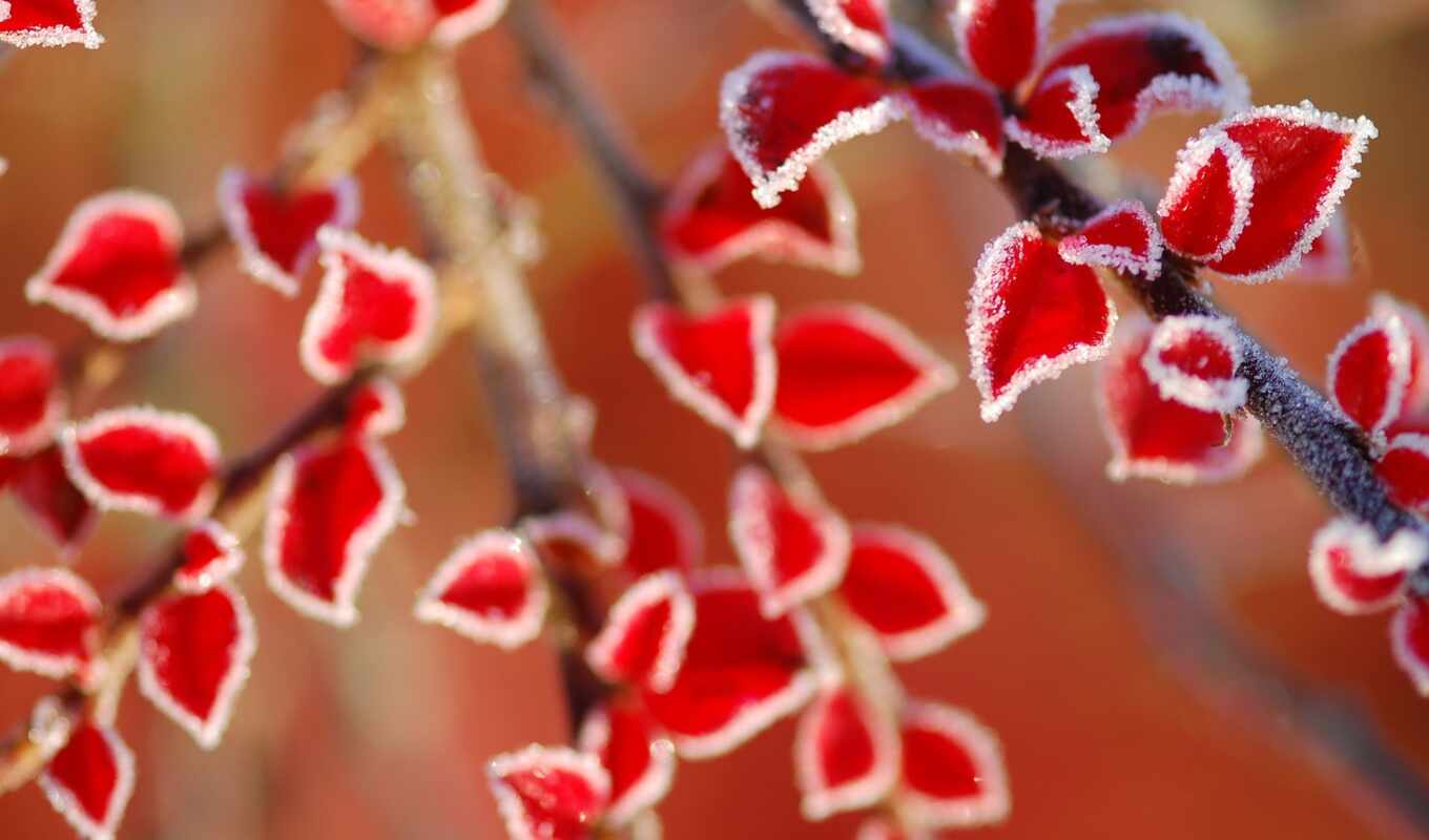 nature, desktop, red, macro, leaves, frost, winter, preview