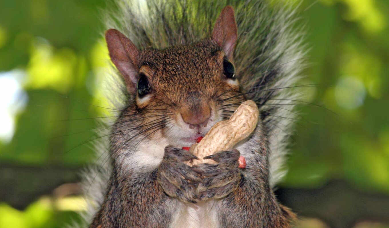 squirrels, cushion, proteins, kobmer