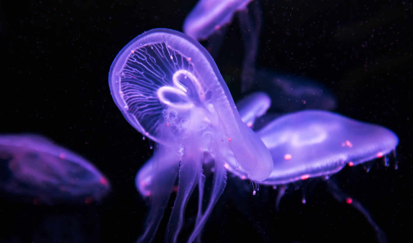 purple, jellyfish, underwater, bedding