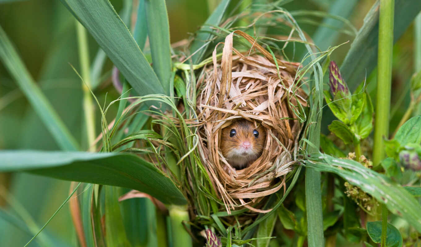 mouse, nest