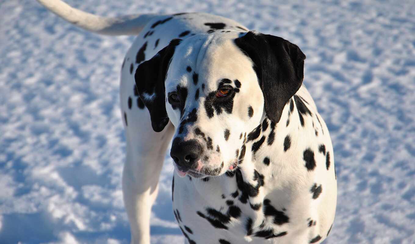 собака, dalmatian