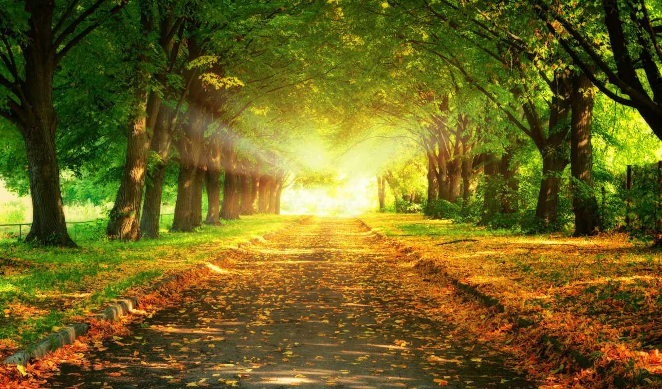 природа, sun, свет, дорога, осень, листва, park, trees, rays, трек, аллея