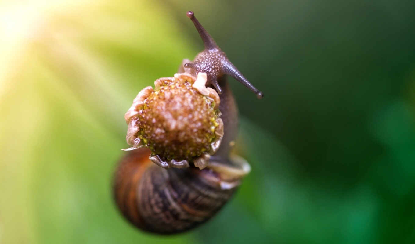 природа, цветы, зелёный, animals, клубника, eating, snail