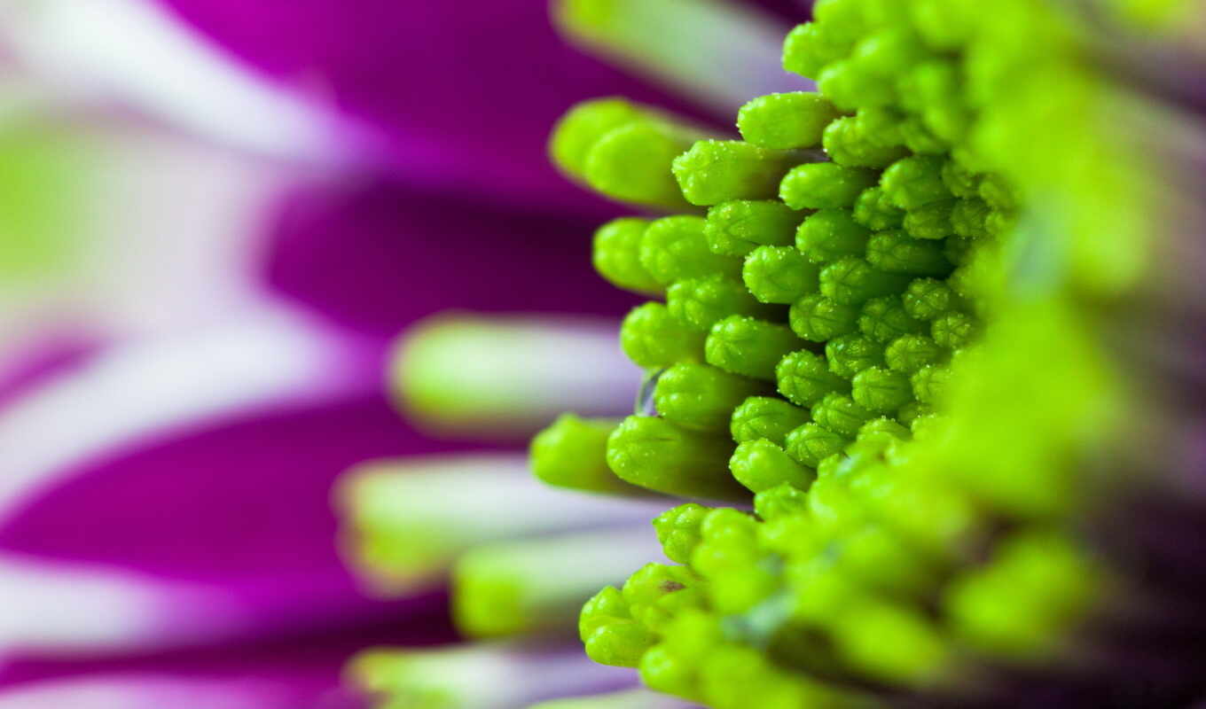 purple, cvety, chrysanthemum, артикул, фотообои, оперативный, uwall