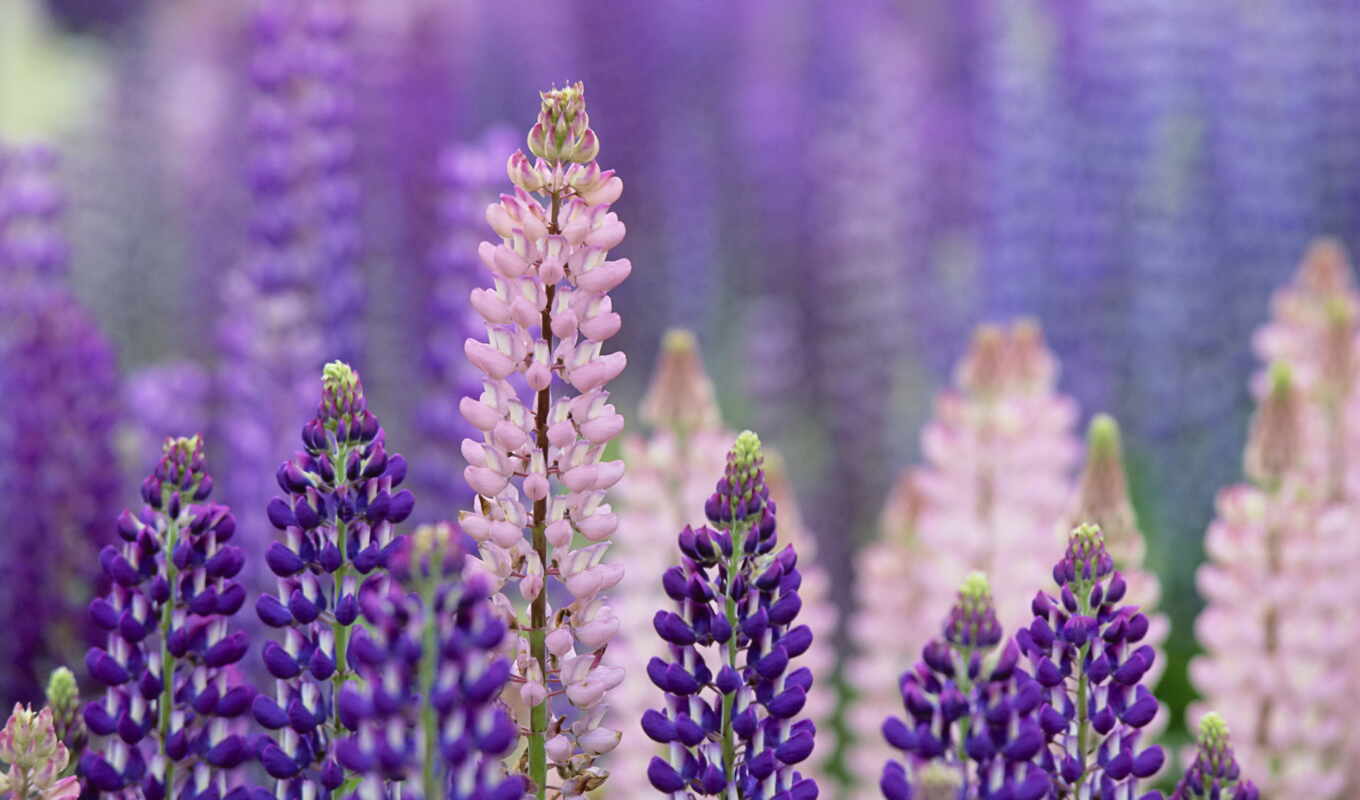 цветы, purple, люпин, funart