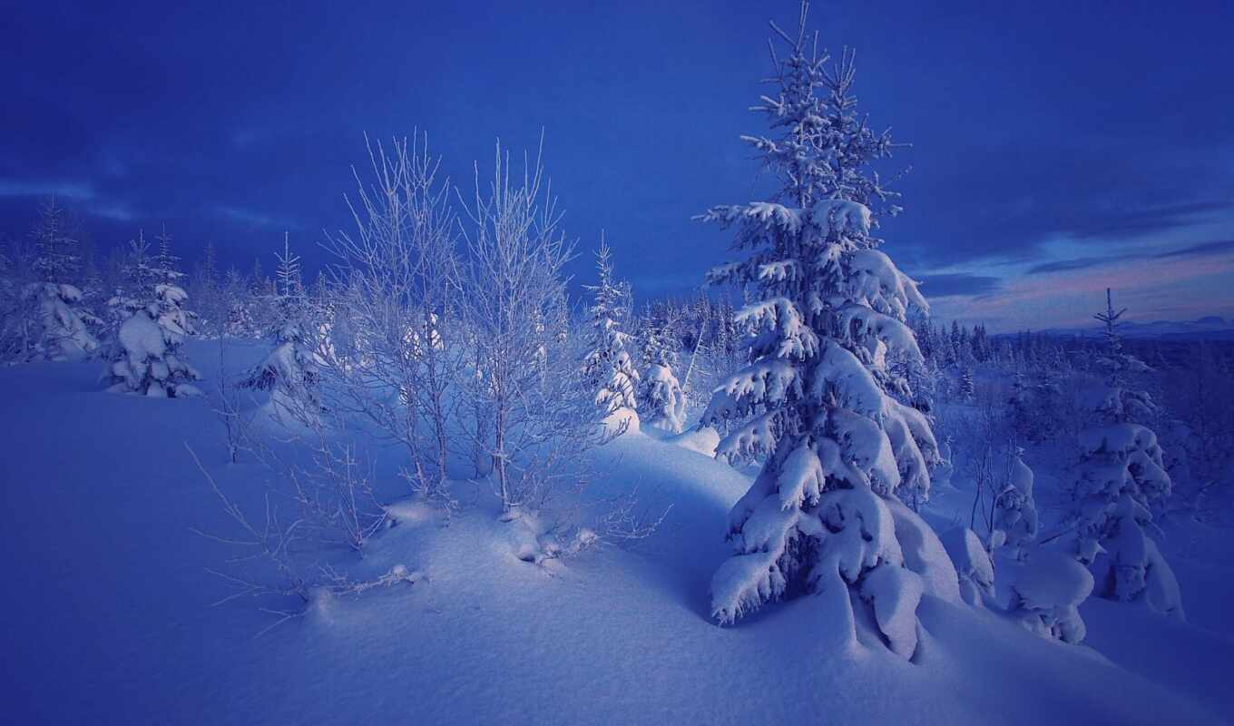 дерево, снег, winter, even