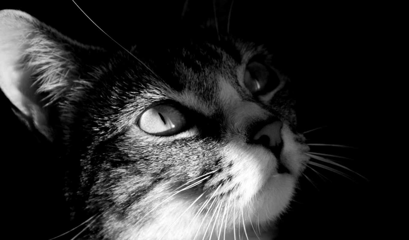 black, white, white, cat, photos, cats, cats
