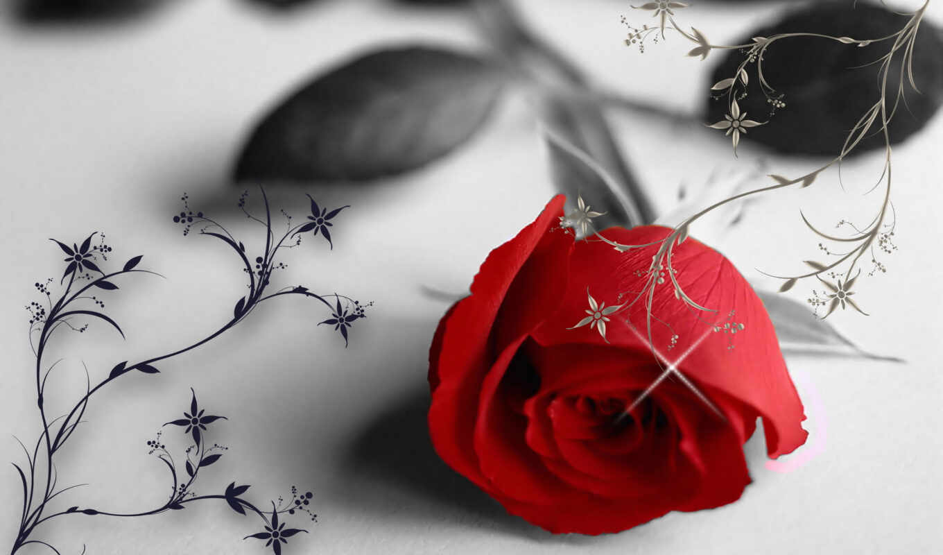 high, flowers, rose, free, background, red, flowers, pretty