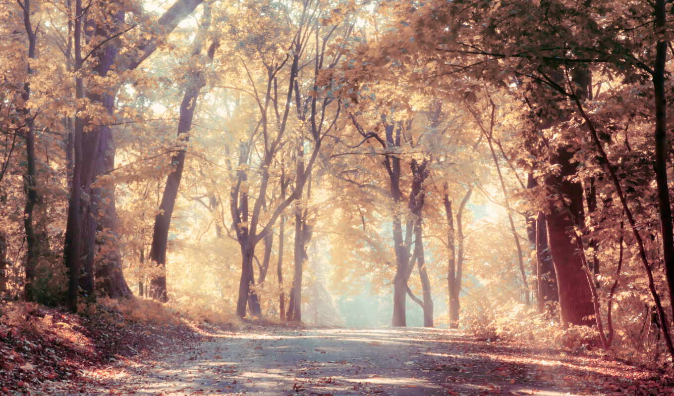 nature, leaves, beautiful, road, beautiful, autumn, foliage, trees, oak, scenic