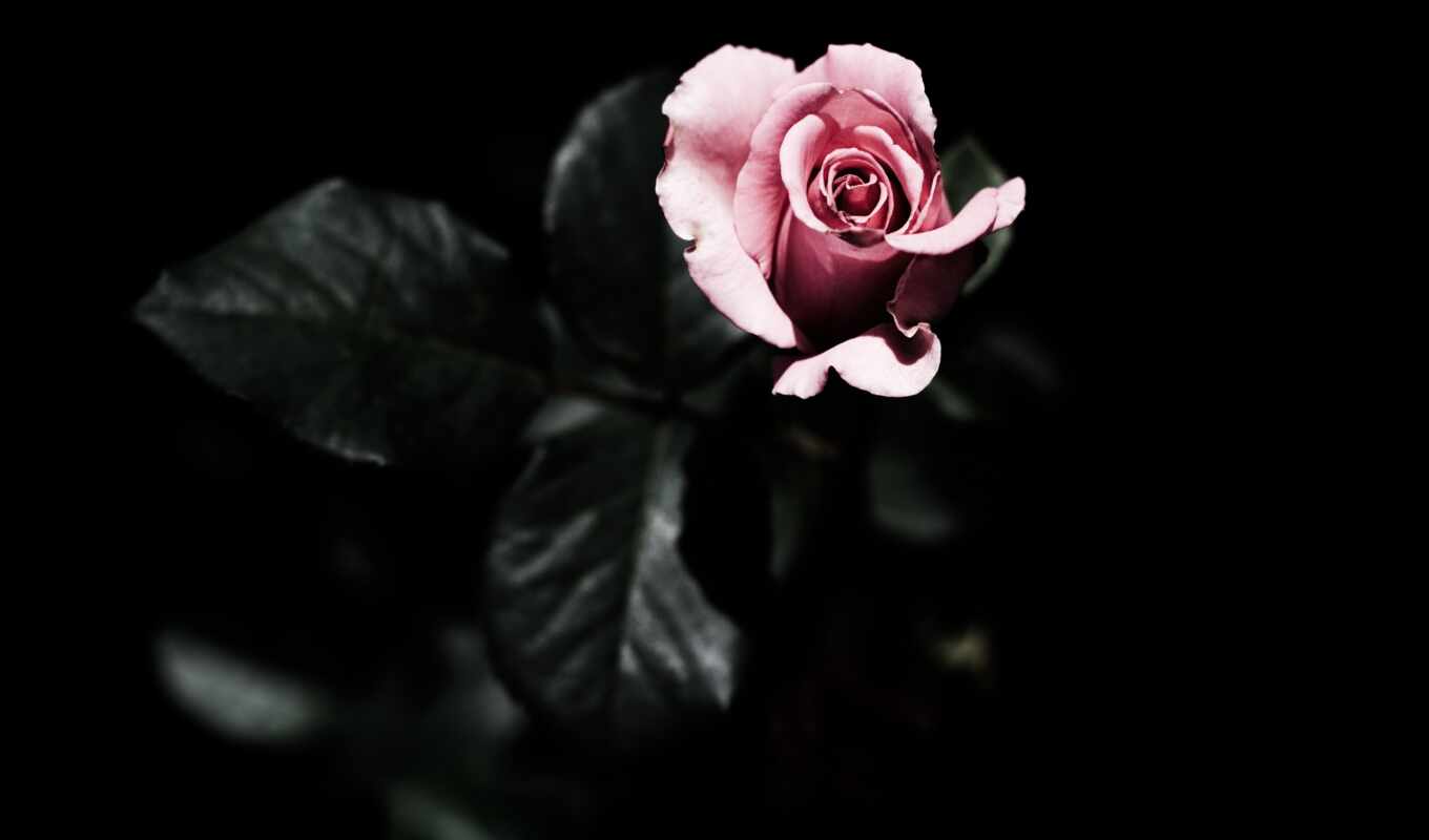 desktop, flowers, rose, ago, years, single, pink