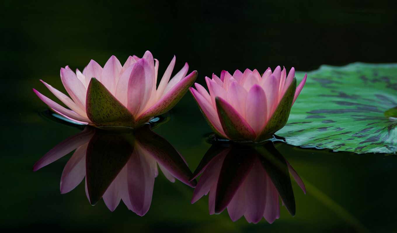 water, lily, отражение, flowers, розовый, petals, цветы, два, leaf, 