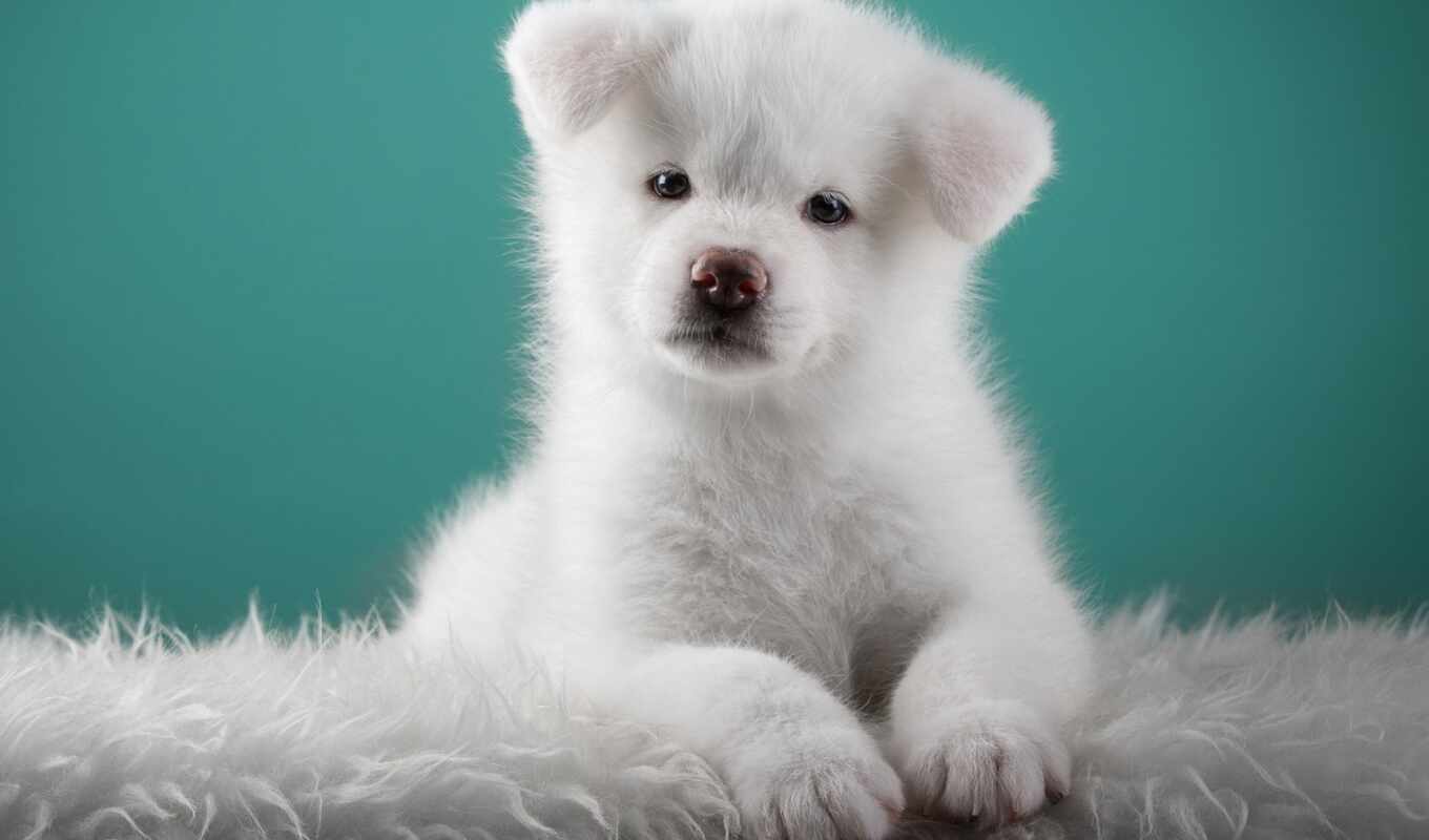 desktop, white, page, nice, brown, puppy, wolf, Japanese, akita, assembly