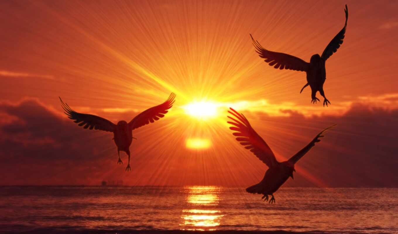 nature, sun, sunset, sea, bird, morning, a shadow, rising, zhivat