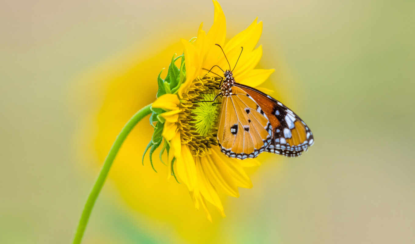 butterfly, sunflower