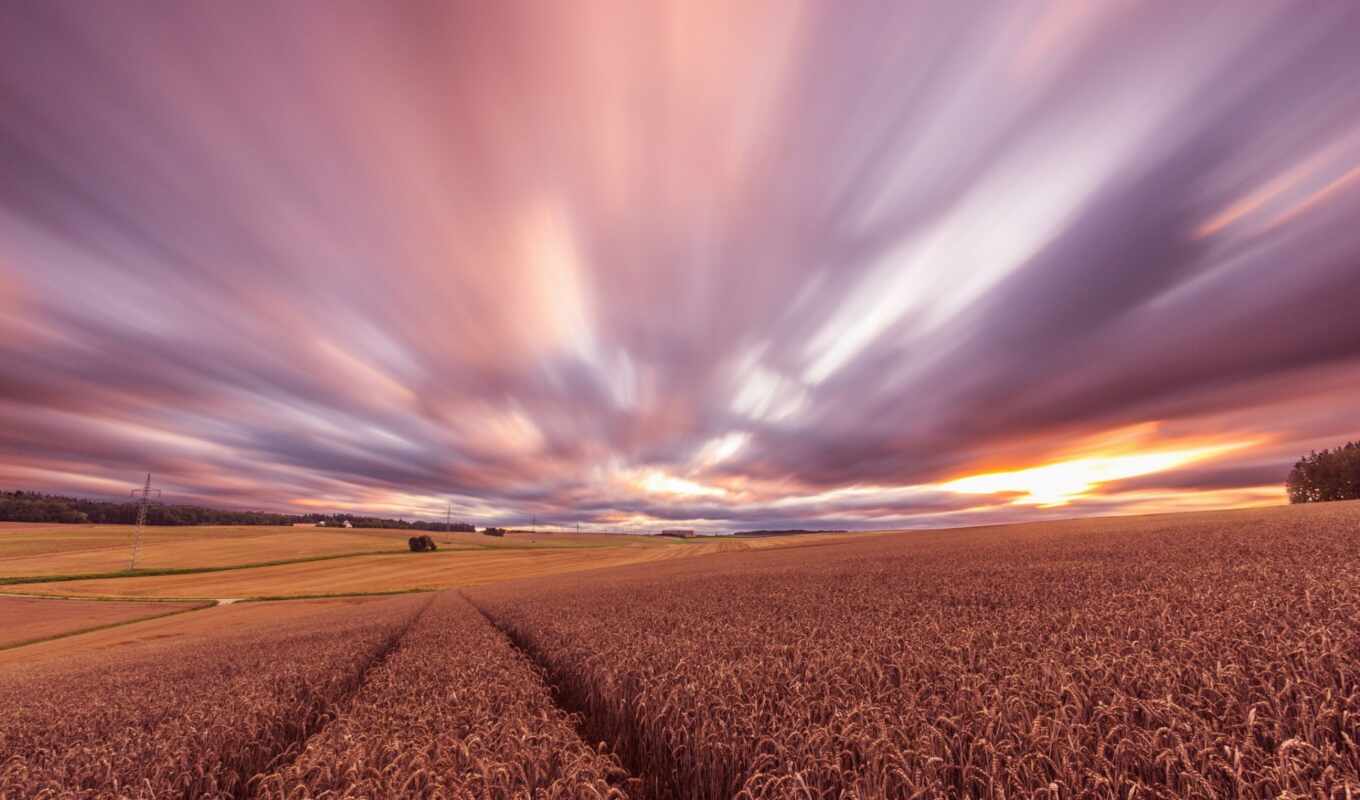 закат, поле, вечер, пшеница