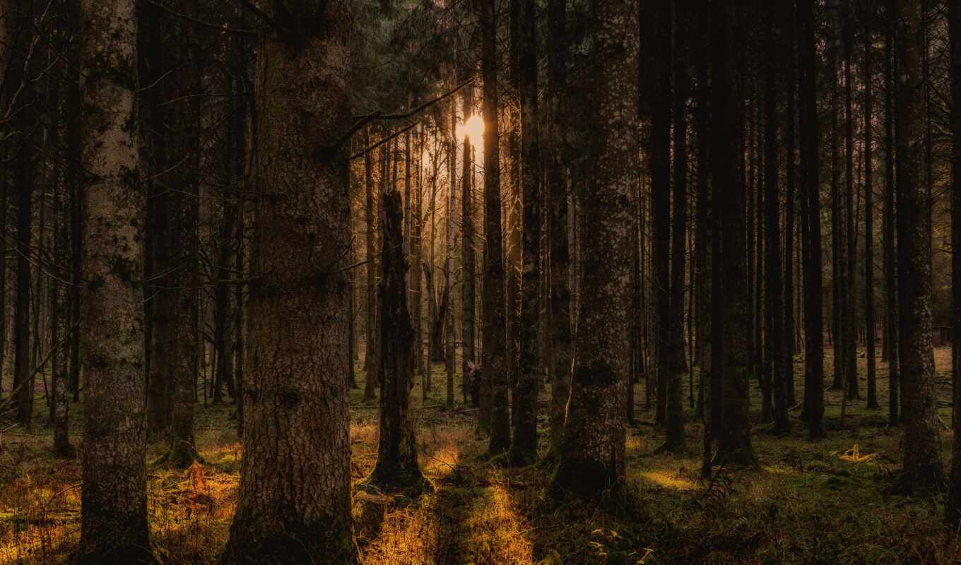 tree, floresta, image