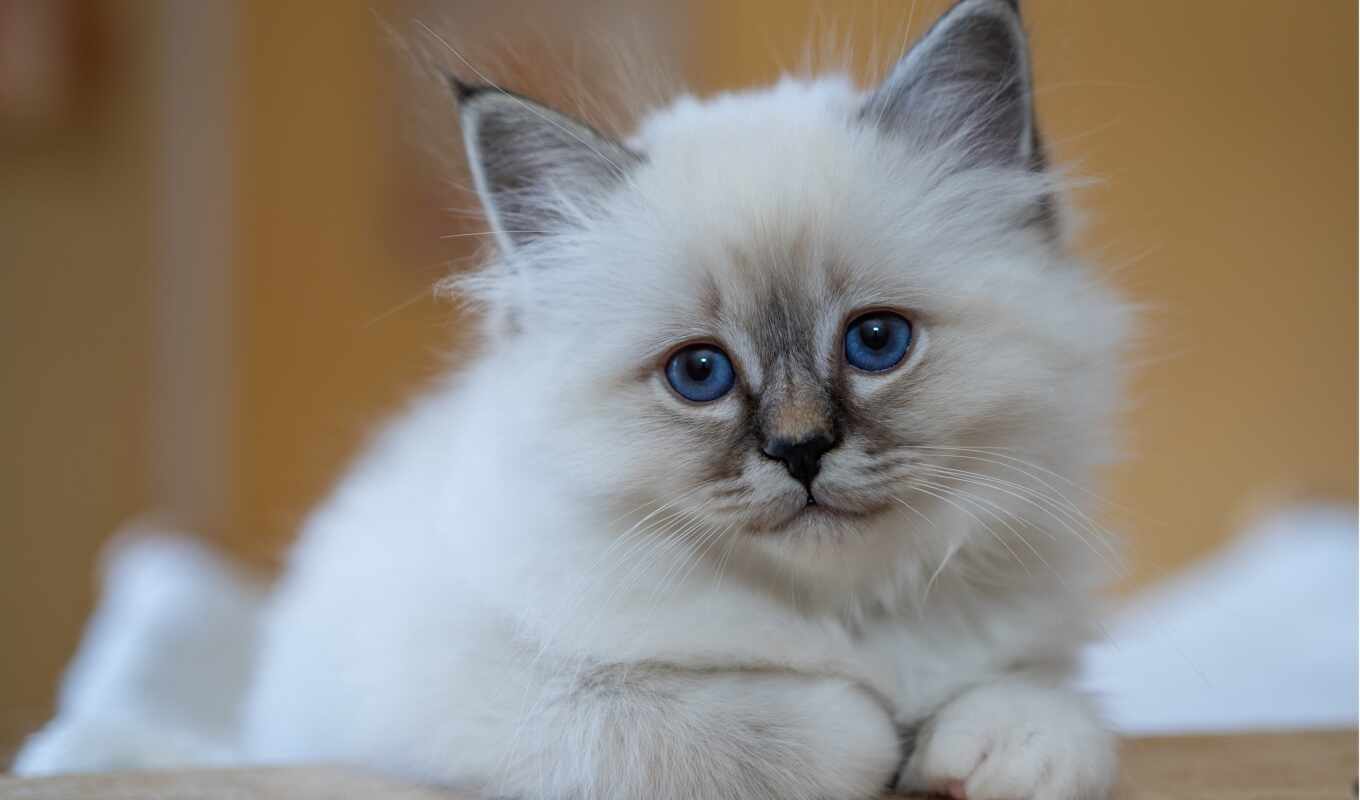 white, кот, котенок, animal, rare, бирман