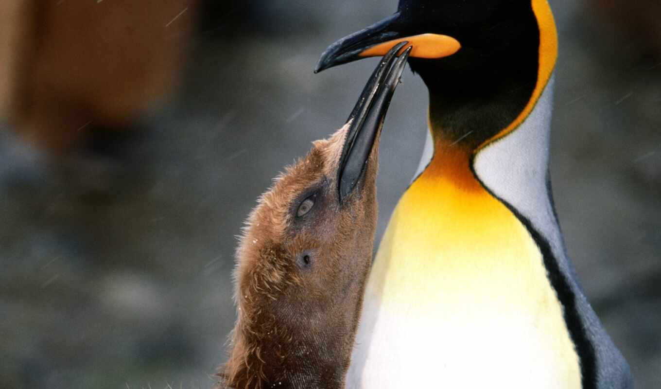 penguins, zoo club, penguin, penguins, birds