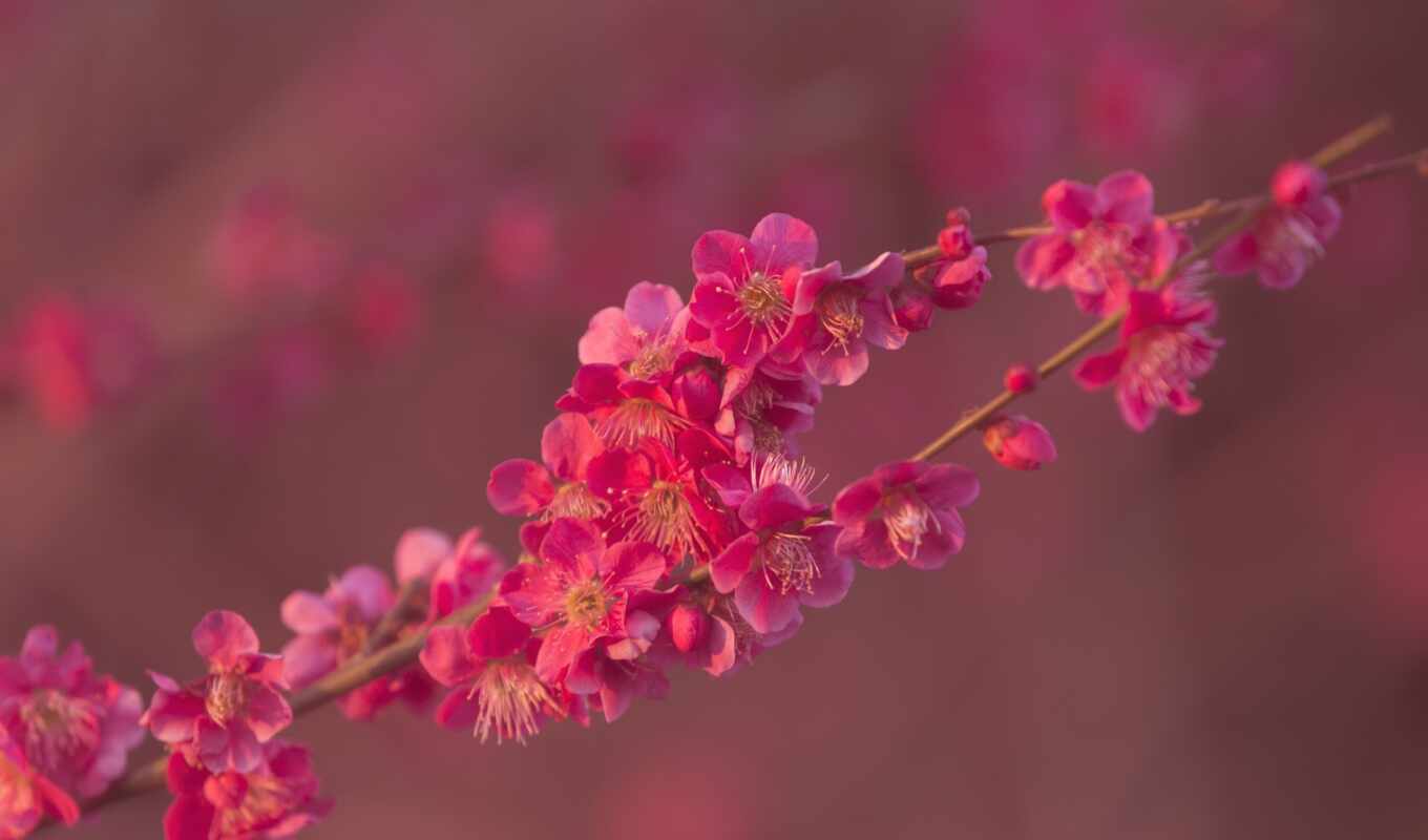 desktop, pink, branch, spring, apricot, shoujo