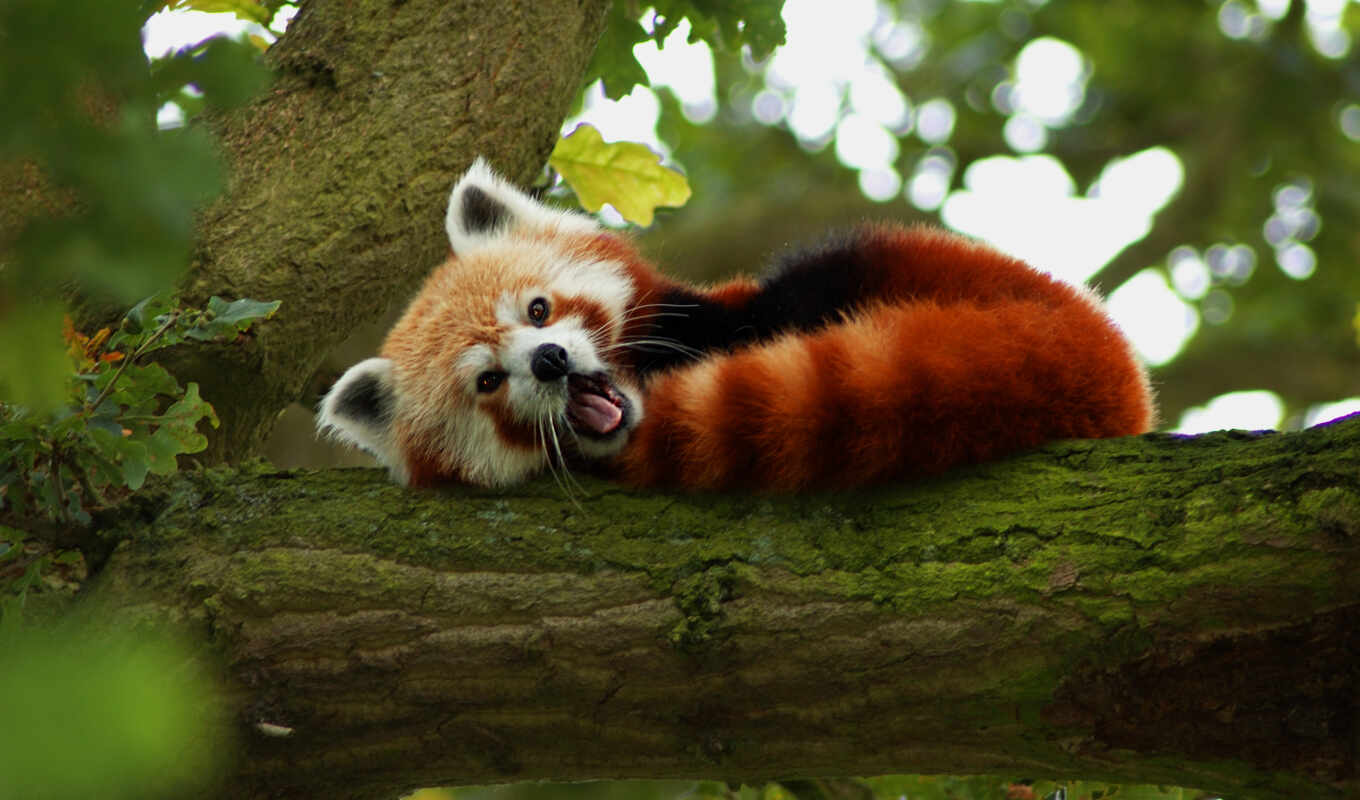 panda, annot, raccoons, unusual, to leave, zhivotnye, likes, dislikes