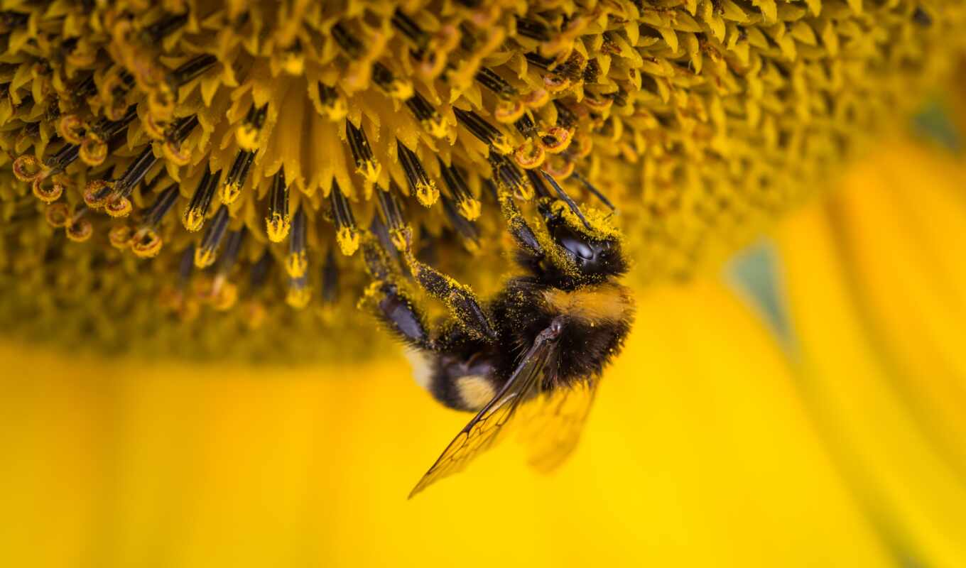 game, пчелка, они, мед, how, внимание, пыльца, кроссворд, makan, propolis