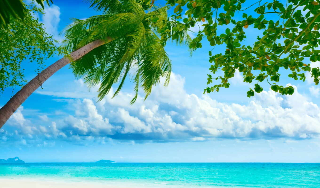 природа, mobile, free, дерево, пляж, landscape, plus, palm, tropical