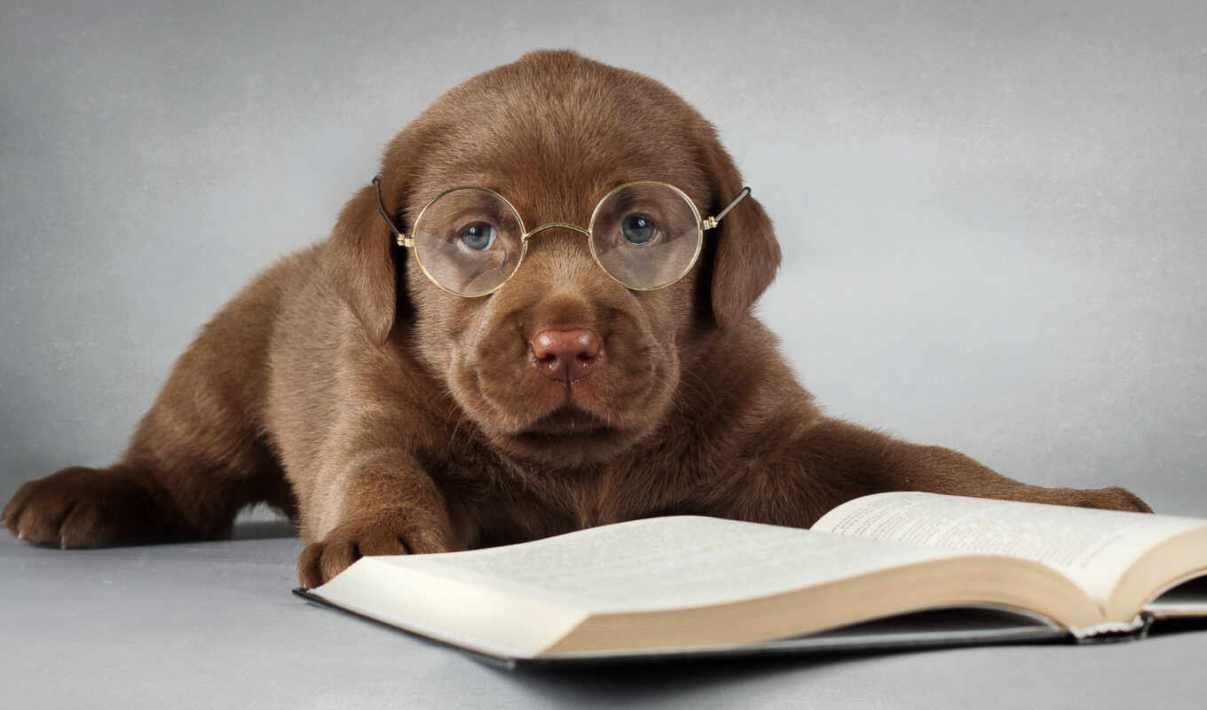 книга, собака, щенок, labrador, animal, друг, прочитать, retriever, point
