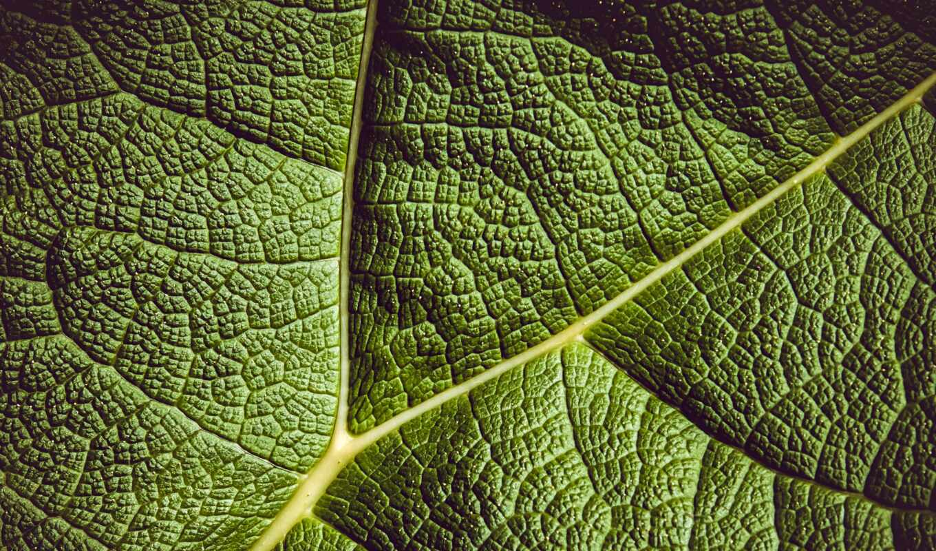 зелёный, leaf