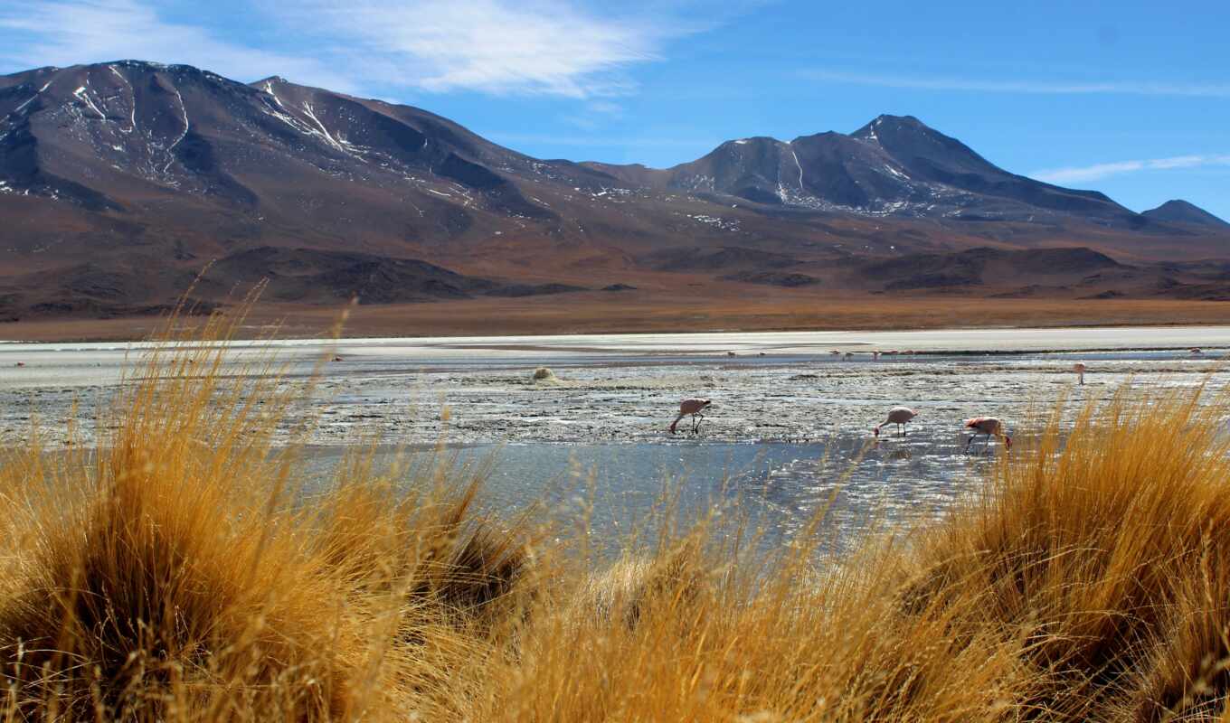mountain, landscape, post, bird, flamingo, river, lagoon, hill, forms, Bolivia