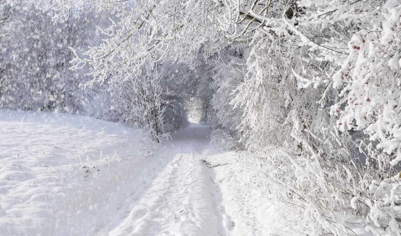 снег, winter, лес, дорога, высоком, trees, заснежено