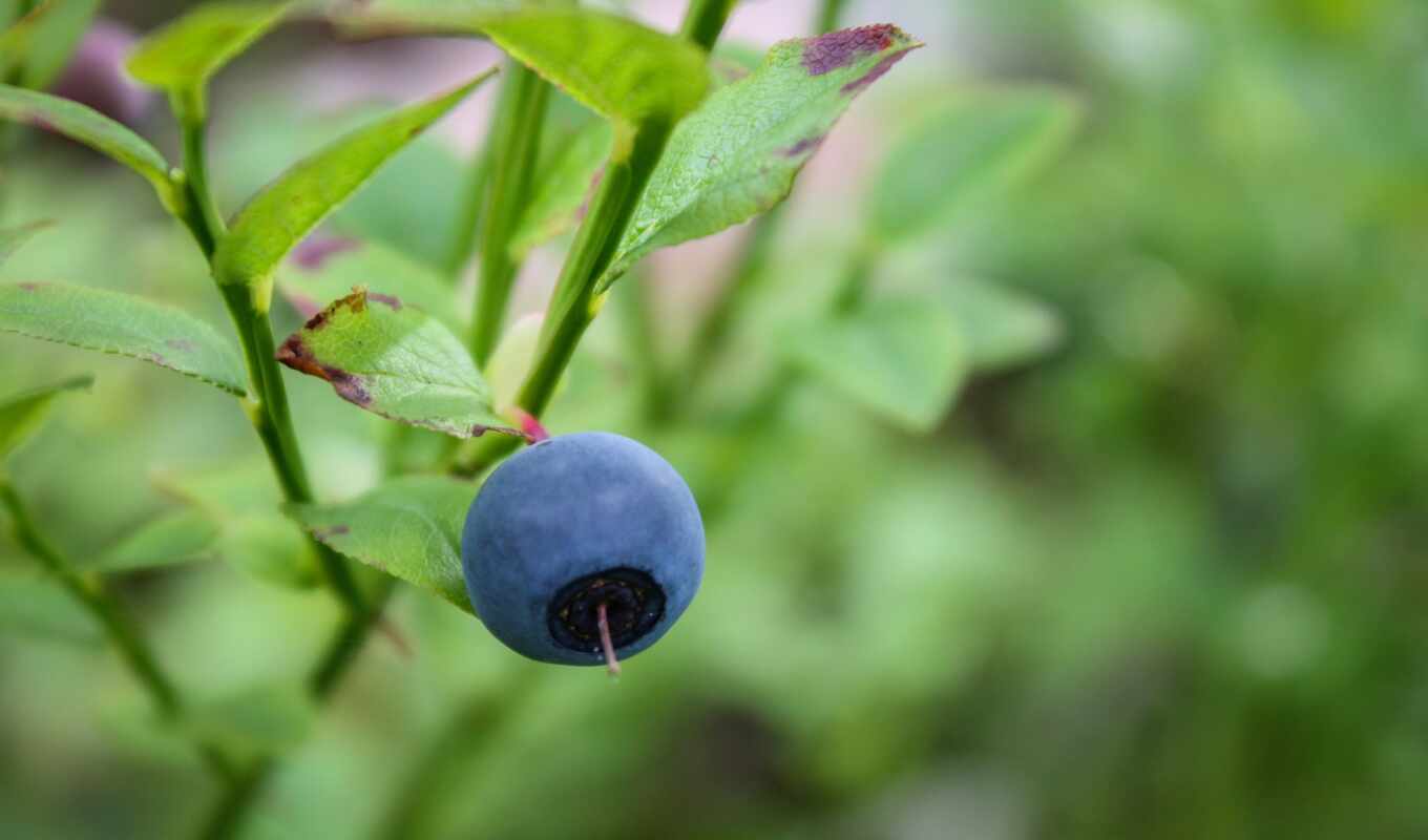 meal, green, single, one, fetus, plant, public, berry, blueberries, domain, advertisement