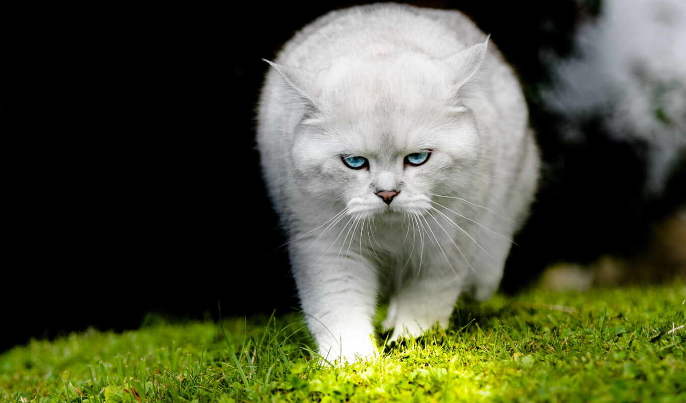 фото, blue, взгляд, white, глаз, трава, кот, биг, котенок, красивый