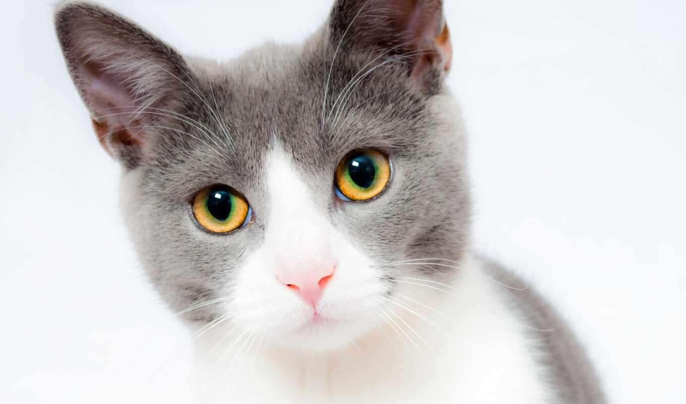 white, cat, cats, muzzle, animal, whether, beautiful, white, grey, cat