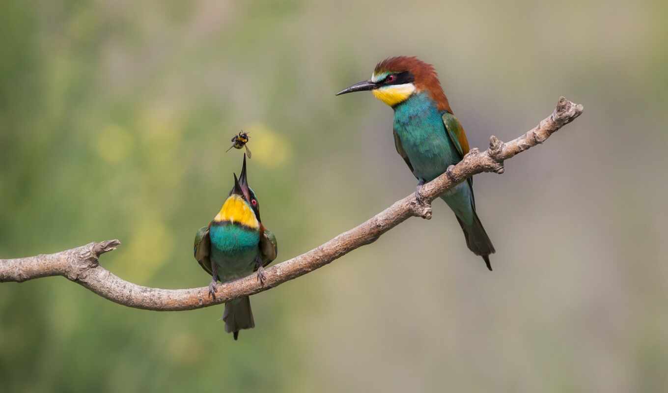 bee, eater