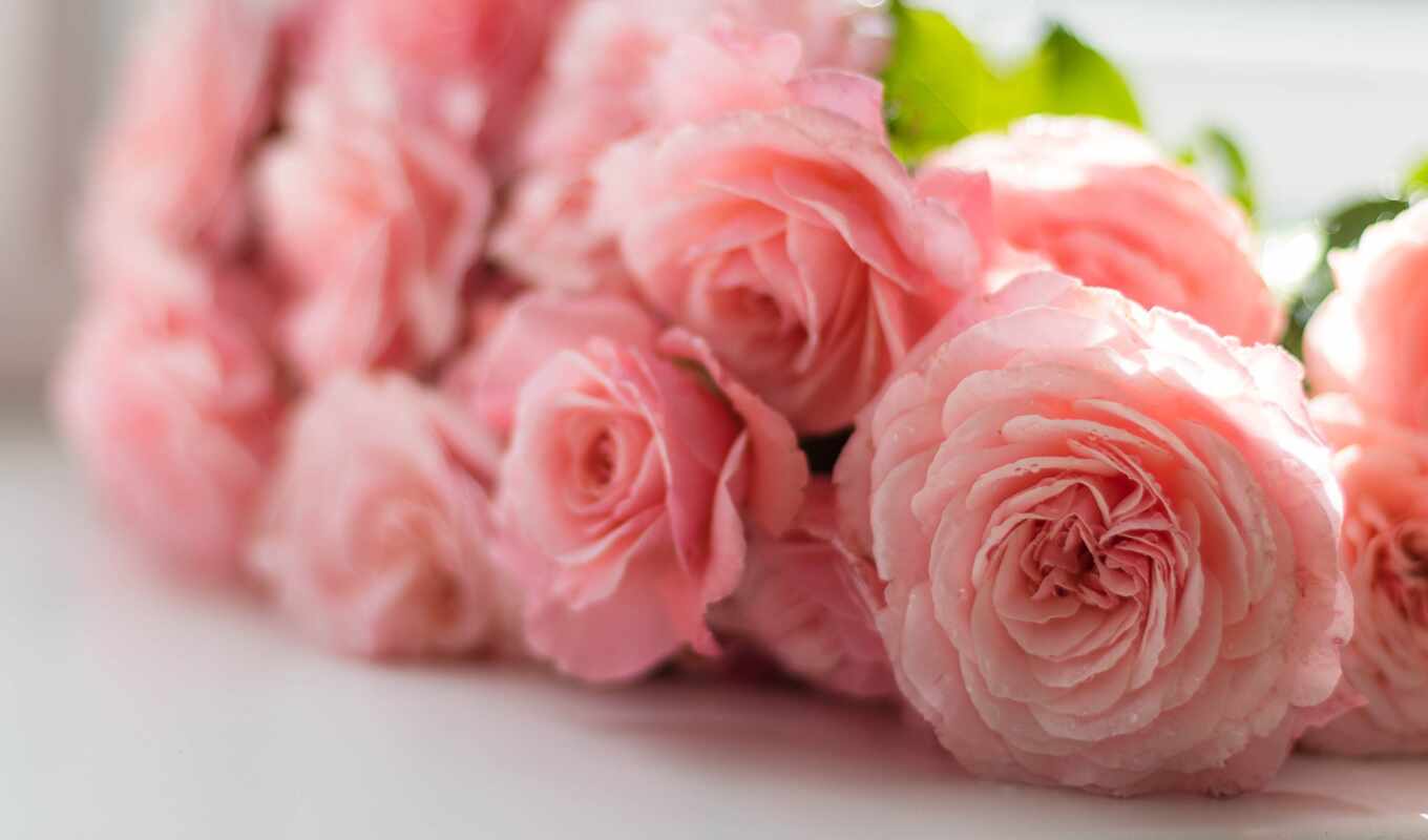 цветы, роза, дар, розовый, день, card, букет, per