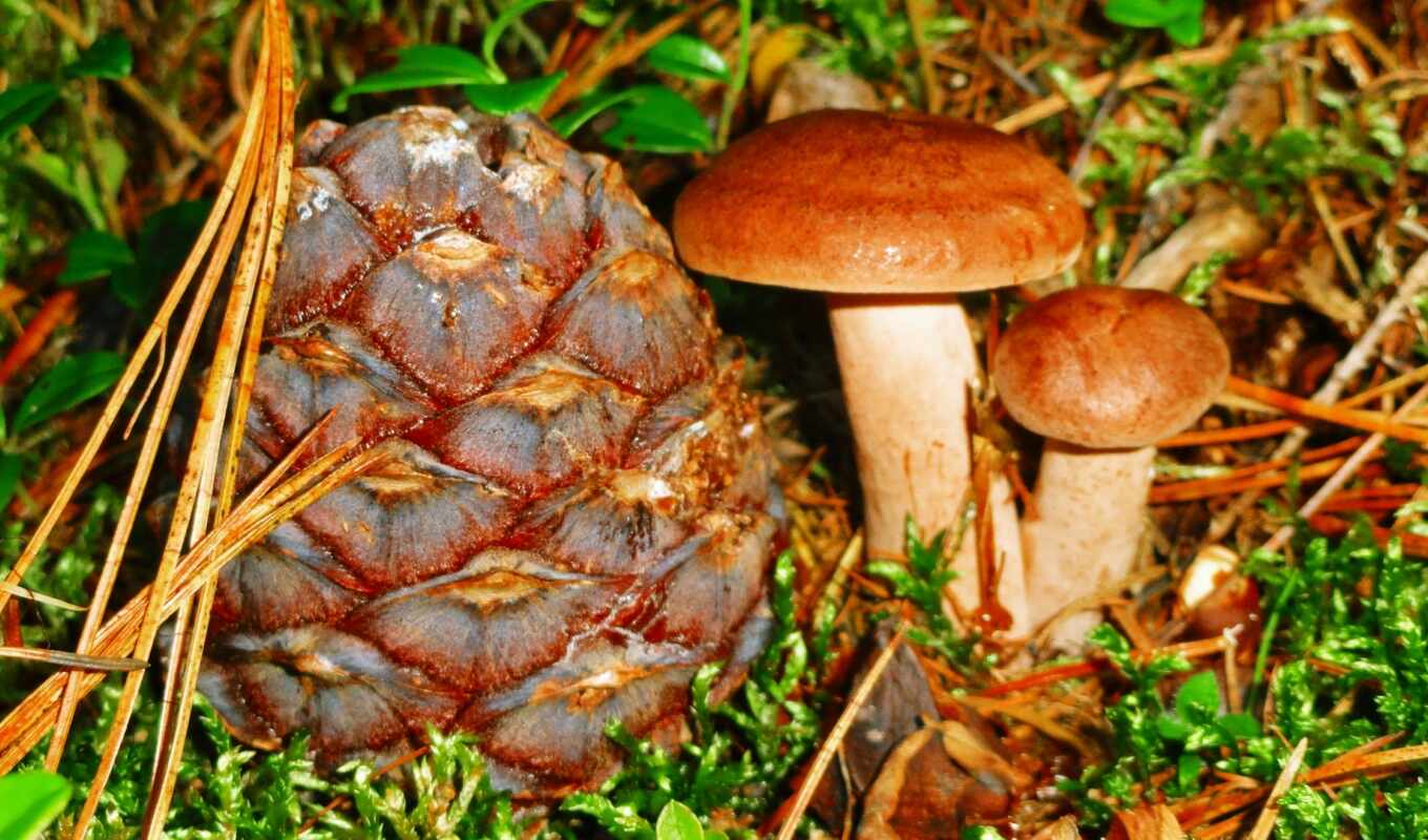 wild, mushroom