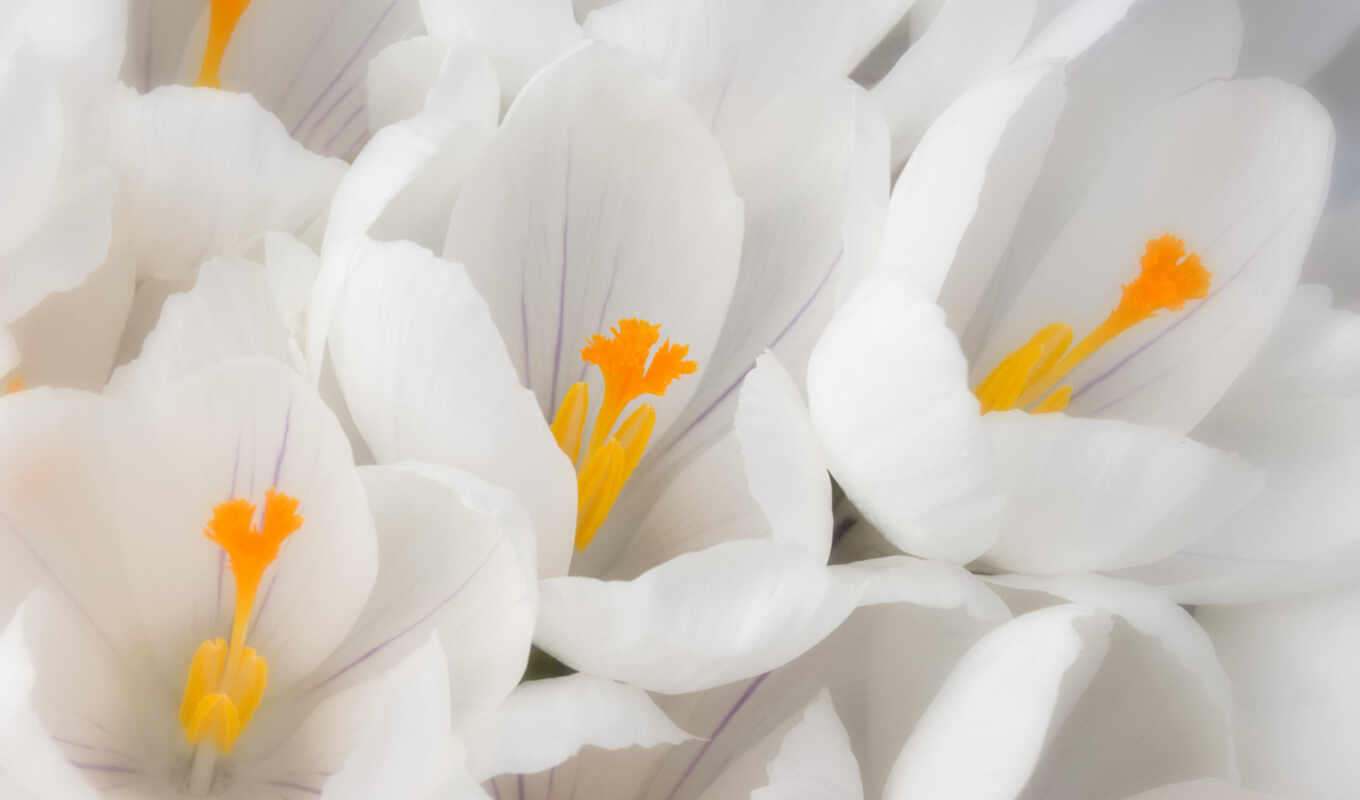 flowers, white, with, forms, snowdrop, naranja, flower, flora, pistilo