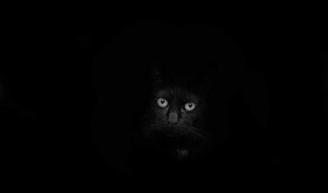 Мемный черный кот. Оби темные