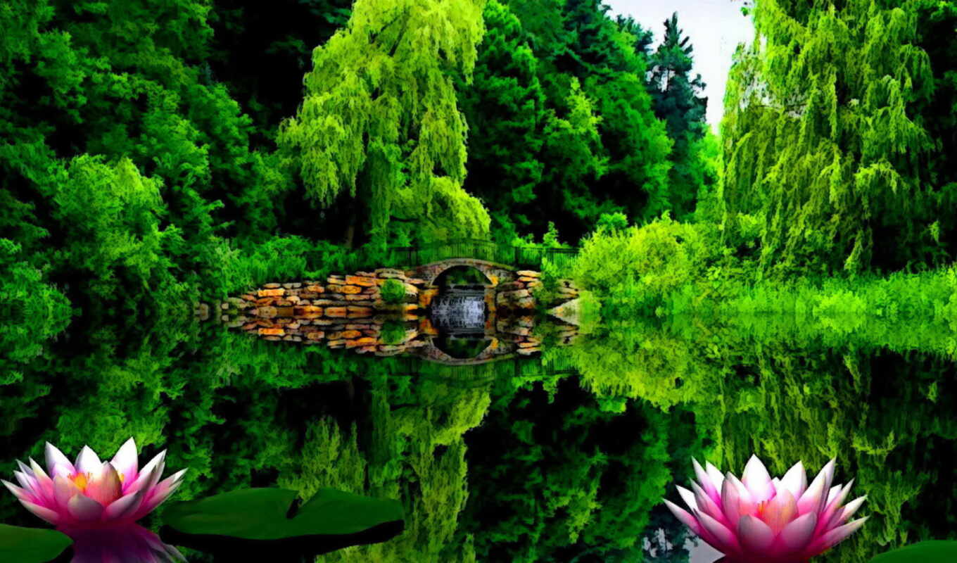 nature, tree, green, water, Bridge, pond, park, lily