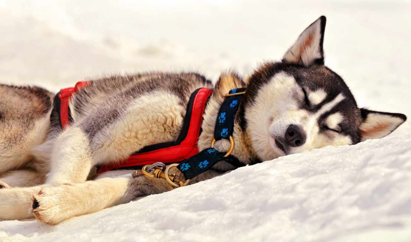 snow, winter, dog, husky, sleep, animal, siberian