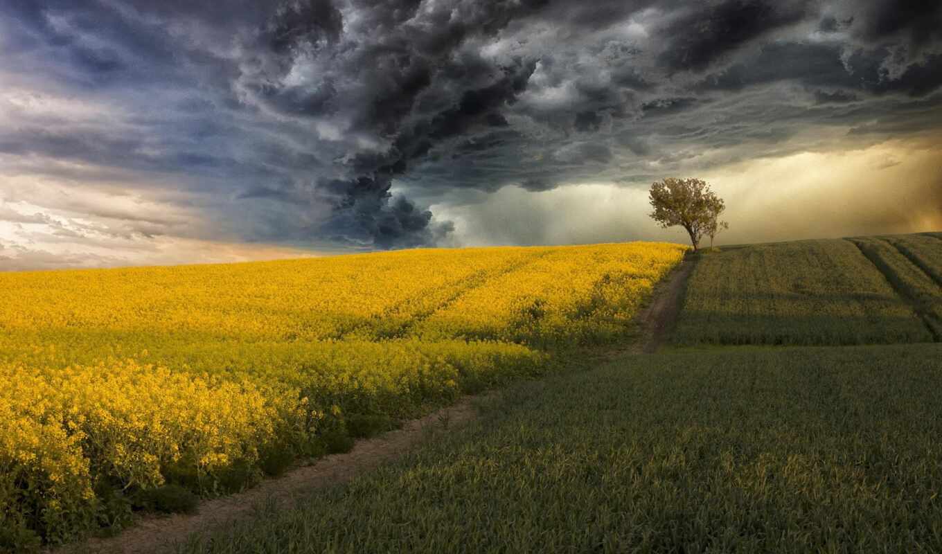 nature, sky, fone, the storm, tree, field, colour, threats, corn, rapeseed, clouds