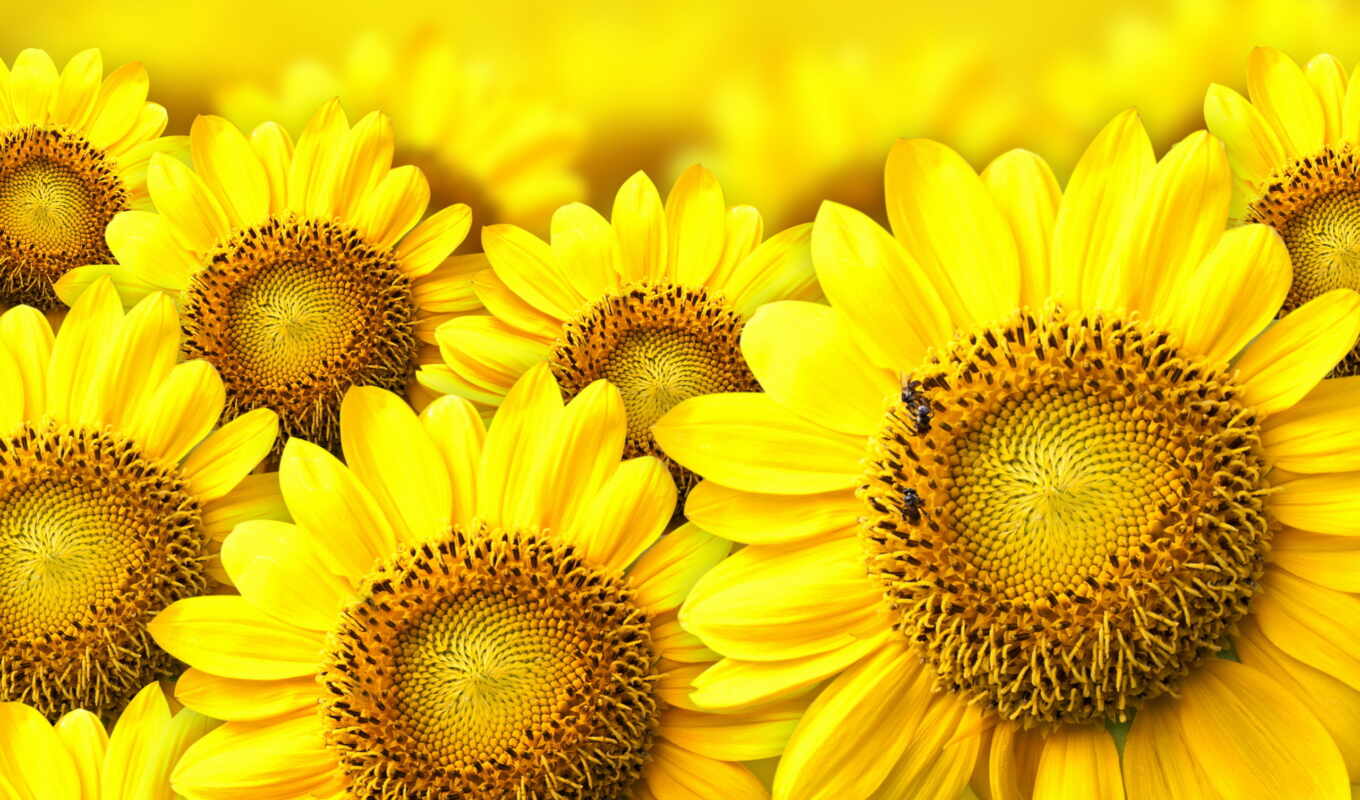 beautiful, liked, spring, yellow, spring, cvety, devushki, color, yellow