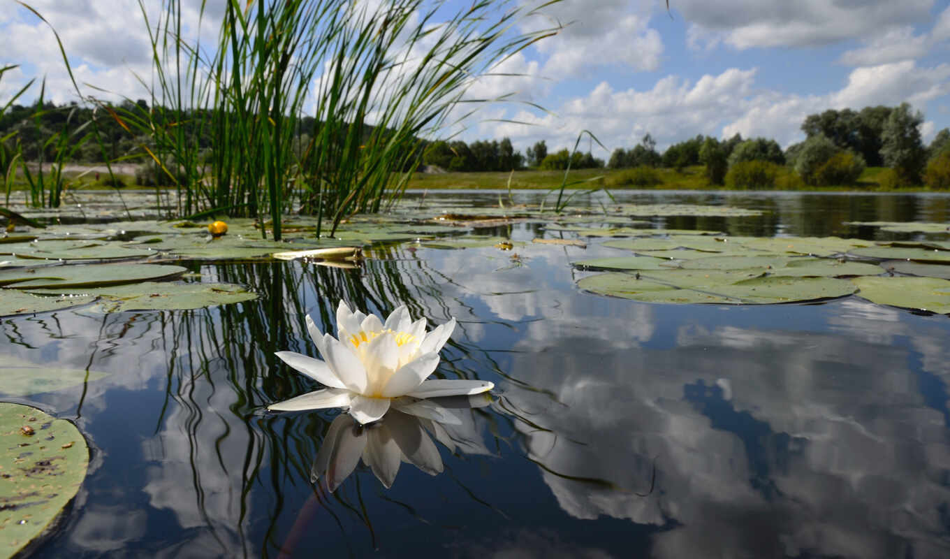 water, foliage, pond, embroidery, lily, pond, swamp, water, kitchen, water lily