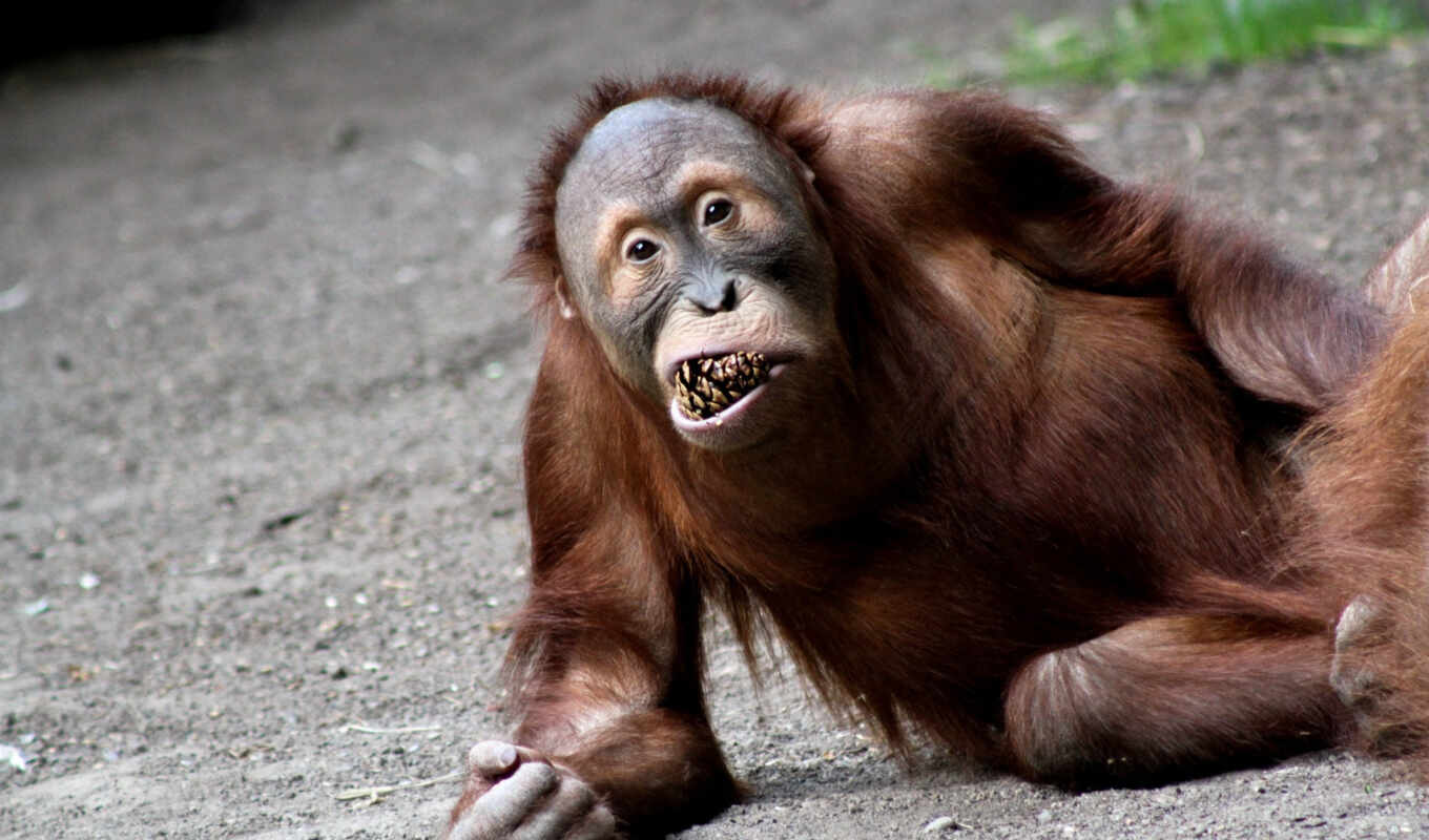 видов, orangutans
