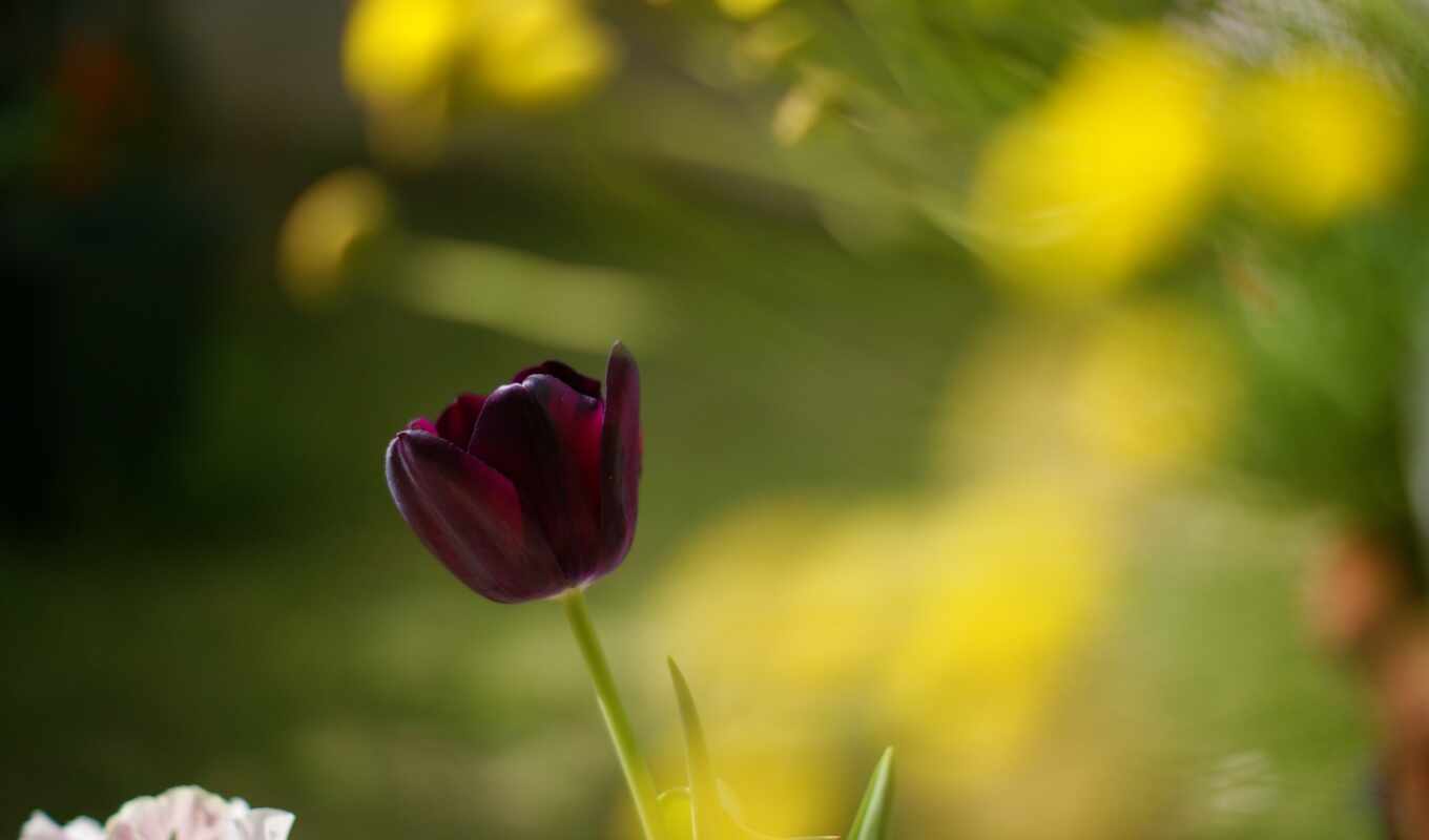 природа, desktop, цветы, макро, photography, flowers, tulips, тюльпан